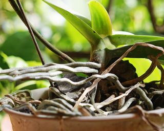 When To Repot Orchids: Key Indicators To Look For