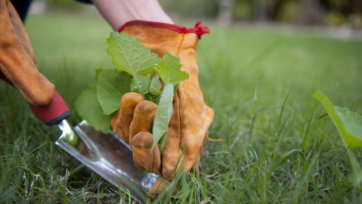 Does Vinegar Kill Weeds?