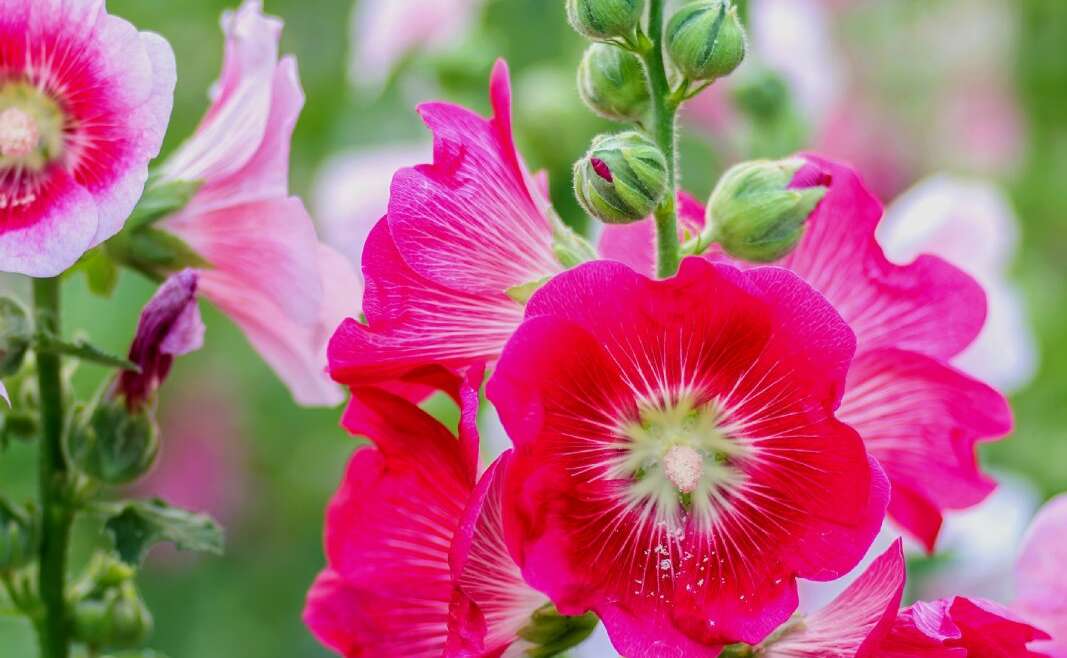 Hollyhock Feeding Made Easy: Fertilizing Hollyhocks For Higher Blooms