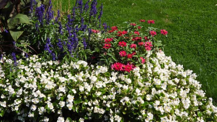 9 Patriotic Flower Mattress Concepts for the 4th of July
