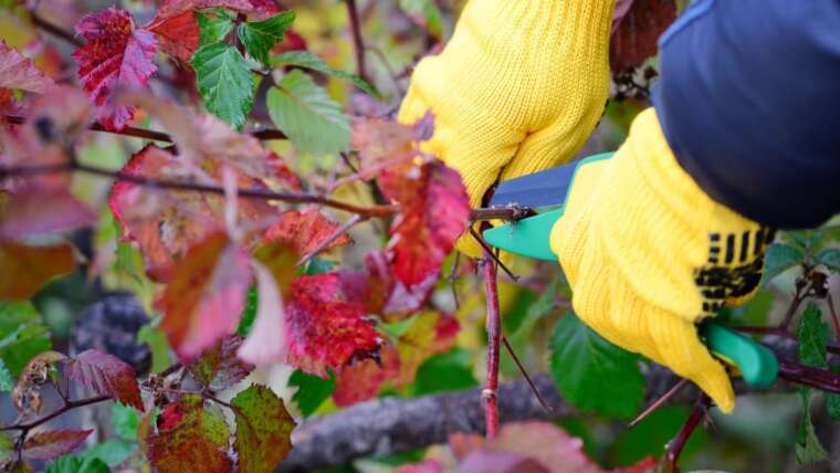 How one can Prune Blackberries: 10 Professional Suggestions