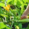 6 Skilled Suggestions For Harvesting Greens – Choose Excellent Produce Each Time