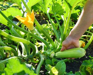 6 Skilled Suggestions For Harvesting Greens – Choose Excellent Produce Each Time