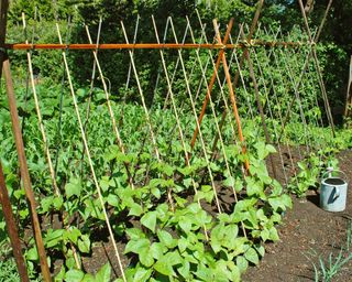 14 Vegetable Trellis Concepts To Maximize Your Backyard Harvest