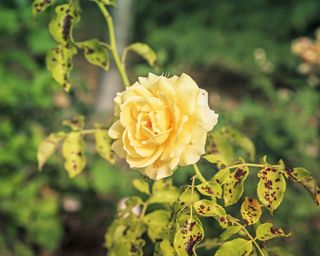 6 Pure Black Spot Cures For Roses