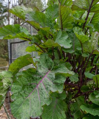 Skilled Information On How To Develop And Care For Tree Collards