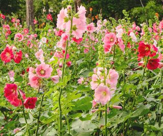 Watering Hollyhocks: How And When To Water Alcea Rosea