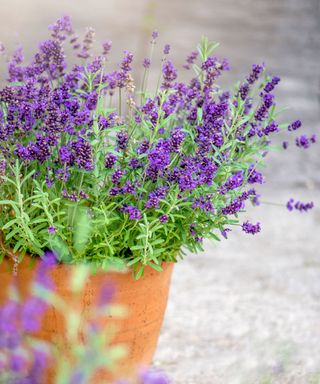 Potted Pollinator Backyard Concepts: 5 Pollinator Crops For Containers And Itty Bitty Backyards