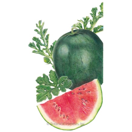 The best way to Plant, Develop, and Take care of ‘Sugar Child’ Watermelons