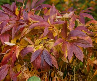 Time To Transplant Peonies: Why Fall Is The Greatest Time To Transfer Peonies, And How To Do It Proper