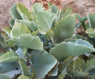 Forms of Kalanchoe: eight Easygoing Kalanchoe Varieties For Each Plant Lover