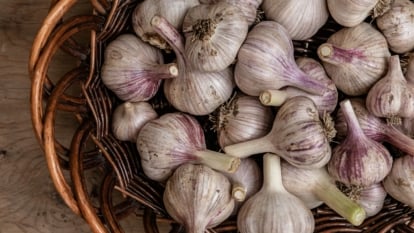 The way to Plant, Develop, and Care For Inchelium Purple Softneck Garlic