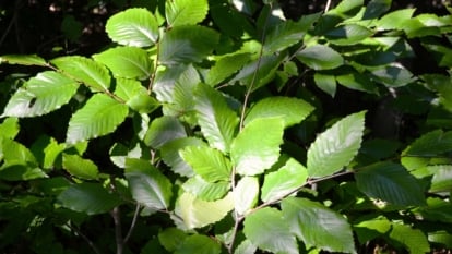 How you can Plant, Develop, and Take care of American Beech Bushes