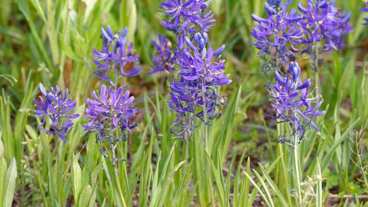 21 Wildflowers Native to Washington State