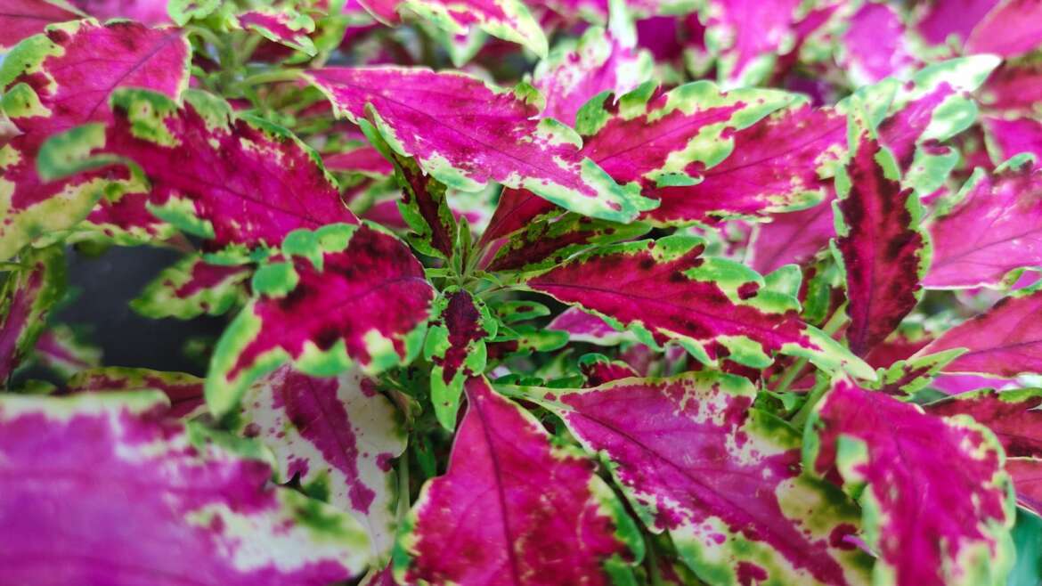 21 Backyard Crops With Pink Leaves