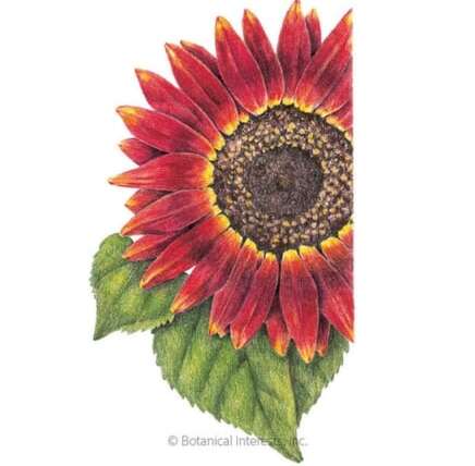 12 Fall-Coloured Sunflowers to Plant In August