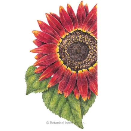 12 Fall-Coloured Sunflowers to Plant In August