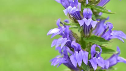 Learn how to Plant, Develop, and Care For Nice Blue Lobelia