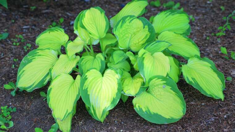 21 Out of doors Vegetation With Variegated Leaves