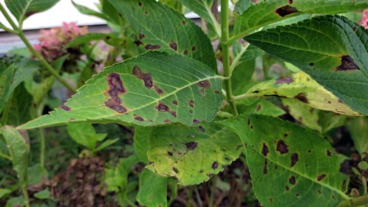 7 Frequent Watermelon Illnesses and Find out how to Deal with Them