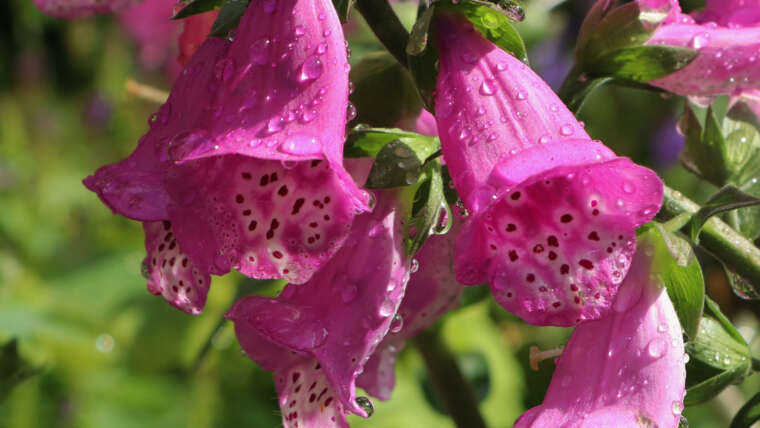 Secrets and techniques To Watering Foxglove Crops: Give Your Digitalis A Good Drink