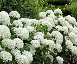 Need Shiny White Blooms? 12 Greatest White Flowers To Develop In Your Yard