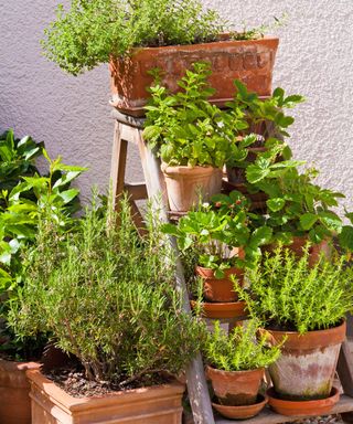 15 Herb Backyard Planter Concepts – To Develop An Fragrant Banquet On Your Patio