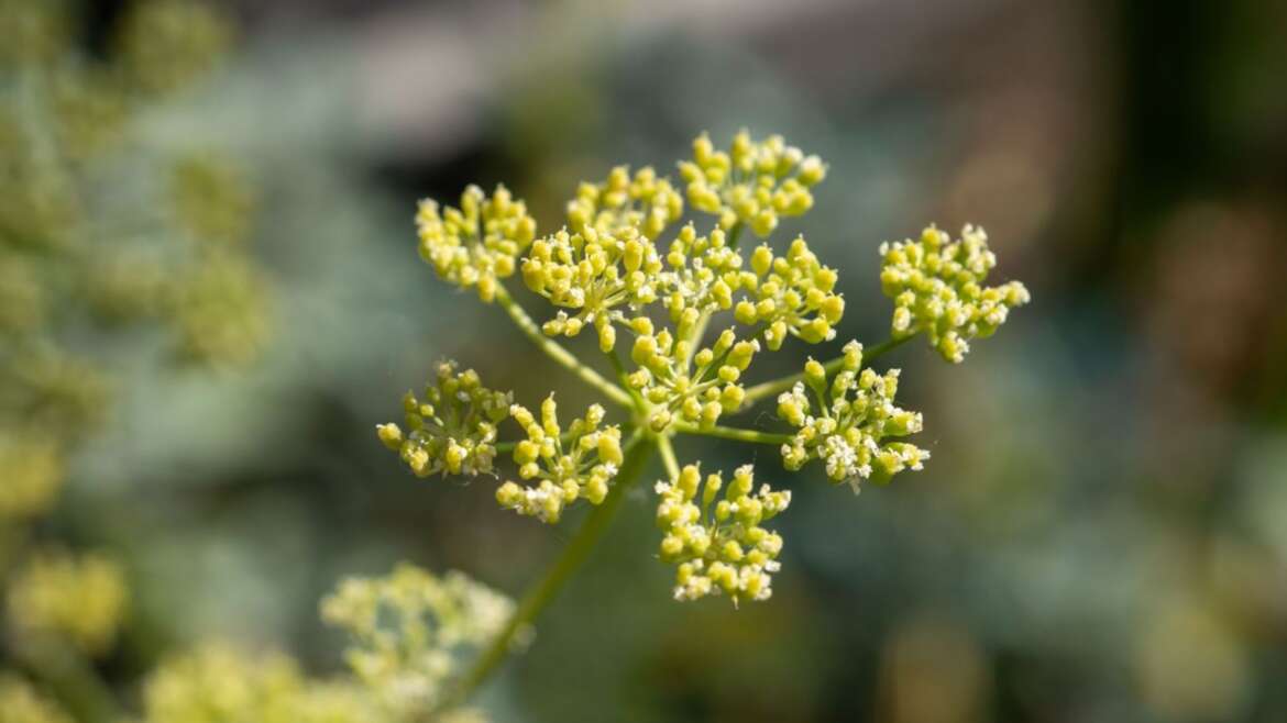 19 Herbs With Yellow Flowers