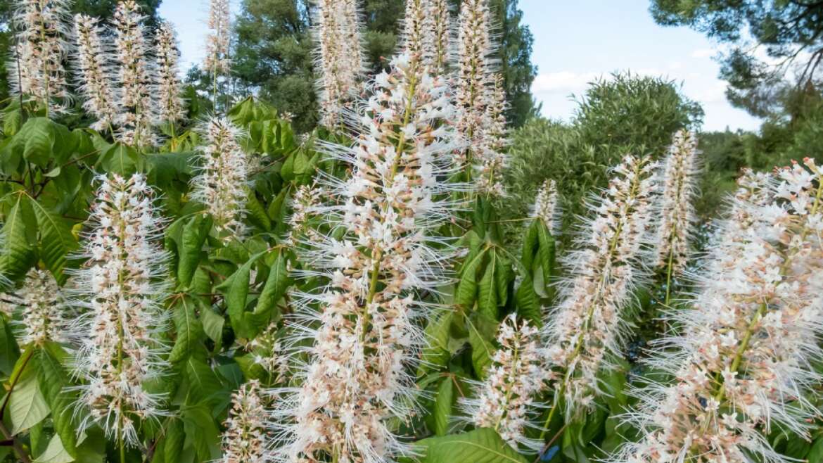 Bottlebrush Buckeye: How To Develop A Native Bottlebrush Buckeye Shrub