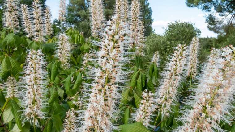 Bottlebrush Buckeye: How To Develop A Native Bottlebrush Buckeye Shrub