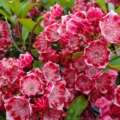 eight Beautiful Shrubs For Entrance Yards To Add On the spot Curb Attraction