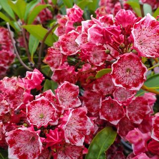 eight Beautiful Shrubs For Entrance Yards To Add On the spot Curb Attraction