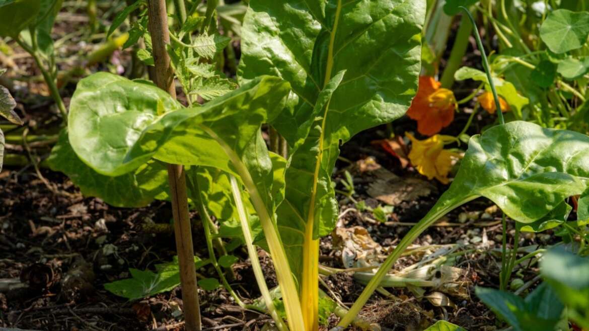 You’re Harvesting These 11 Crops Too Late