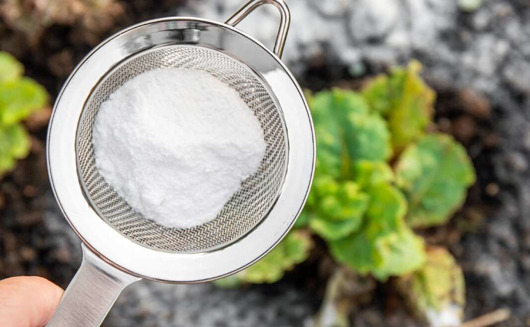 Does Baking Soda Kill Weeds? What You Want To Know About This DIY Herbicide