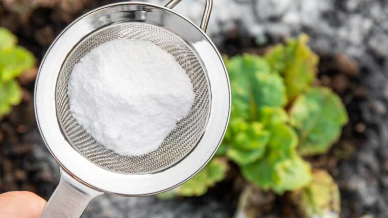 Does Baking Soda Kill Weeds? What You Want To Know About This DIY Herbicide