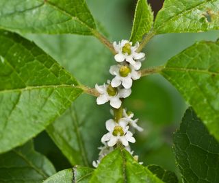 Create A Vibrant Wildlife Oasis With These 6 Native Flowering Shrubs For Pollinators