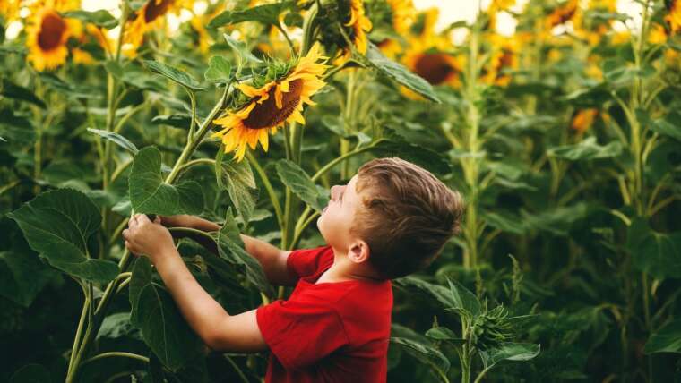 17 Simple Backyard Tasks You Can Do With Your Youngsters