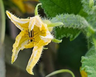 High 10 Cucumber Plant Issues – And How To Repair Them Quick