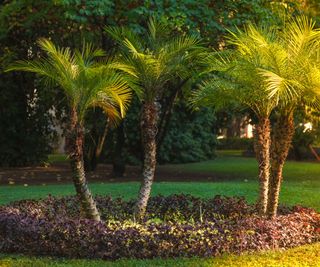 Attempt These 11 Palm Tree Varieties To Add A Contact Of The Tropics To Your Backyard