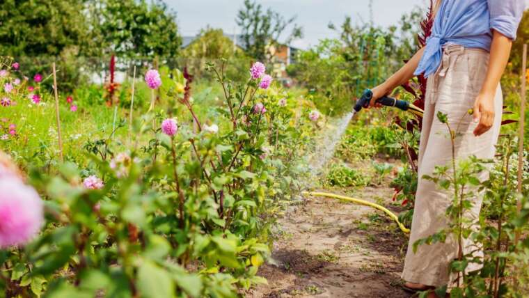 13 Causes of Brown, Wilted, or Crisp Leaves on Your Backyard Crops