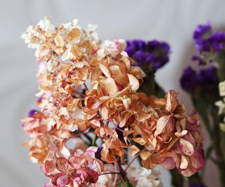 Drying Hydrangeas in Water – A Low cost And Straightforward Manner To Protect Hydrangea Blossoms