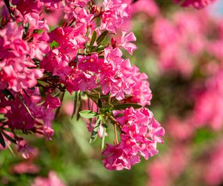 Don’t Trim These Vegetation Earlier than Fall: 7 Vegetation You Ought to Not Prune In Summer time