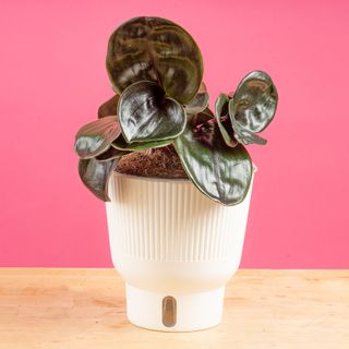 Meet Geogenanthus Cilantus – The Uncommon, Otherworldly Houseplant Coveted By Collectors