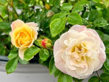 Methods to Plant, Develop, and Care For Drift Roses