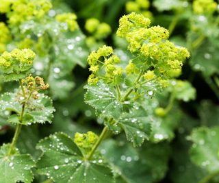 7 Lush Leafy Vegetation Slugs And Snails Received’t Contact – For A Beautiful Pest-Proof Backyard