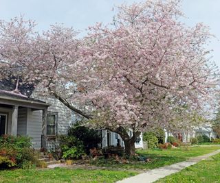 5 Greatest Entrance Yard Bushes To Enhance Your Curb Enchantment