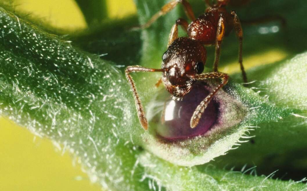 What Is A Nectary? The place To Discover Them And Why They Matter To Wildlife