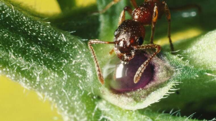 What Is A Nectary? The place To Discover Them And Why They Matter To Wildlife