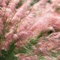 7 Decorative Grasses For Beautiful Texture And Soothing Sounds