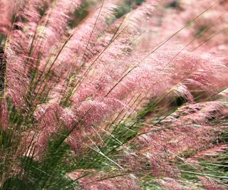 7 Decorative Grasses For Beautiful Texture And Soothing Sounds